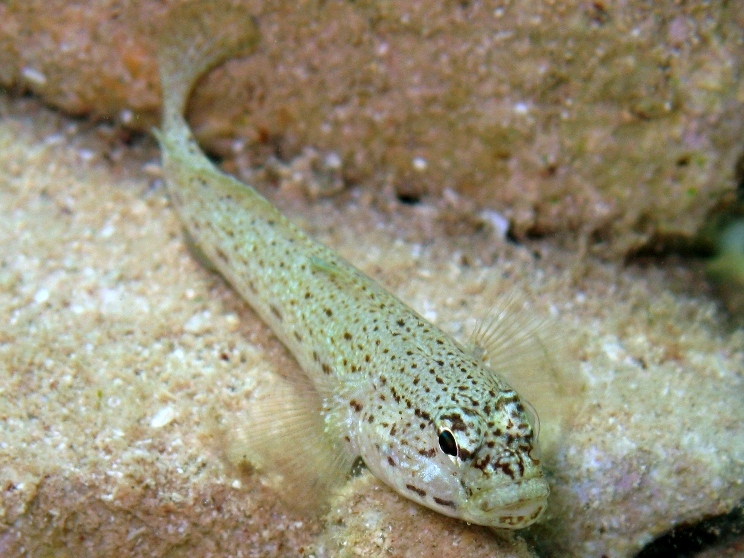 Gobius bucchichi da Cres